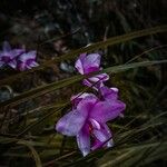 Calopogon tuberosus Fleur