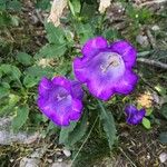 Campanula mediumFlower