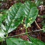 Vangueriella chlorantha Otro