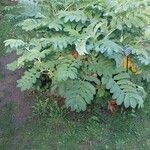 Melianthus major Характер