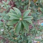 Rhododendron augustinii برگ