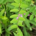 Vicia americana Feuille