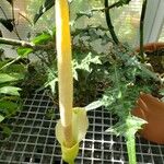 Amorphophallus variabilis Цвят