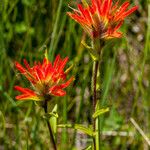 Castilleja miniata ফুল