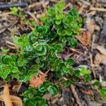 Lonicera crassifolia Frunză