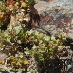 Polycarpon polycarpoides Libunga