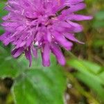 Knautia drymeiaFlower