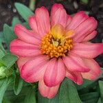 Zinnia angustifoliaFlower