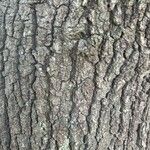 Quercus falcata Bark