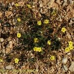 Helianthemum marifolium Buveinė