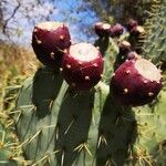 Opuntia engelmannii Plod