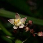 Byttneria aculeata Fiore