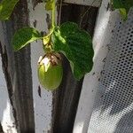 Passiflora quadrangularis 果實