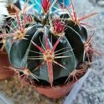 Ferocactus latispinus Blad