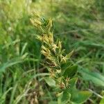 Lysimachia punctata फल