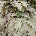Hymenophyllum hygrometricum 葉