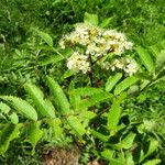 Sorbus vilmorinii Leaf