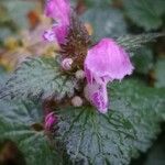 Lamium maculatum Blomst