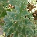 Artemisia absinthium Leaf