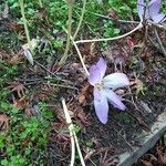 Colchicum multiflorumFlor