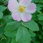 Rosa woodsii Flower