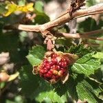 Rubus deliciosus Gyümölcs