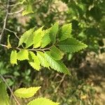 Zelkova carpinifolia برگ