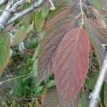 Viburnum lantanoides Leaf