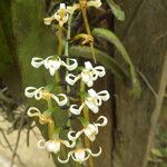 Cyrtorchis monteiroae Flower