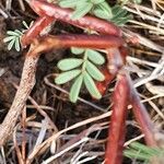 Indigofera arrecta Fruto