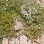 Drypis spinosa Fula