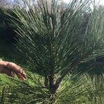 Pinus jeffreyi पत्ता