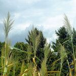 Phragmites australis 花