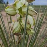 Yucca glauca Virág
