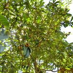 Eriobotrya japonica Libunga