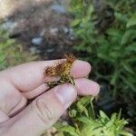 Inula spiraeifolia Квітка