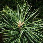 Pinus koraiensis Liść