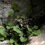 Asplenium lepidum Leaf