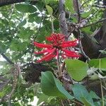 Erythrina flabelliformis برگ