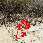 Delphinium cardinale Hábito