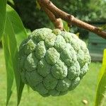 Annona squamosa Fruit