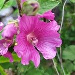 Malva thuringiaca 花