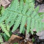 Dryopteris cristata List