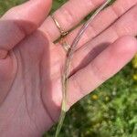 Vulpia ciliata Likasa