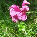 Pedicularis pyrenaica Flower