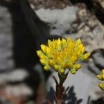 Petrosedum montanum Blüte