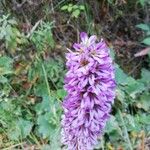 Francoa appendiculata Λουλούδι