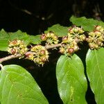 Casearia arborea Fruto