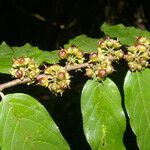 Casearia arborea Fruit