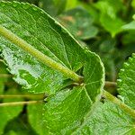 Eupatorium rotundifolium Leaf